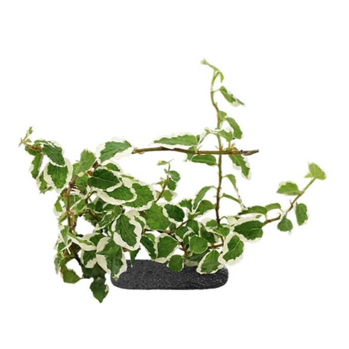 Planta cataratoare WIO Fig 'Belle Sunny'