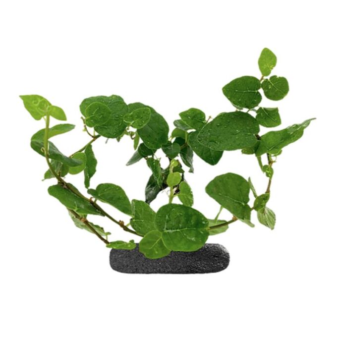 Planta cataratoare WIO Fig "Ficus pumila repens"