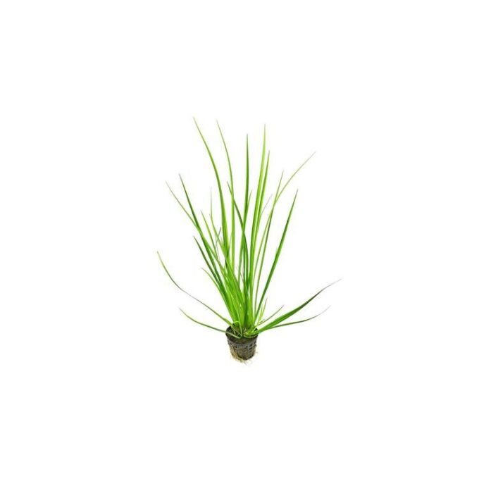 Planta naturala Acorus gramineus Stoffels