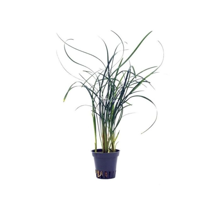 Planta naturala Ophiopogon japonicus Stoffels