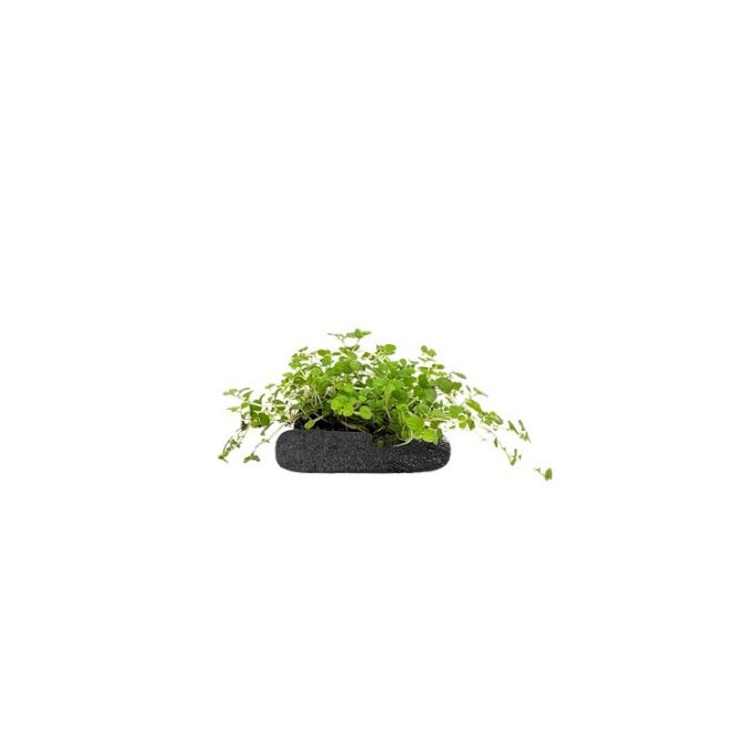 Planta terariu WIO "Angel's Tears Groundcover"