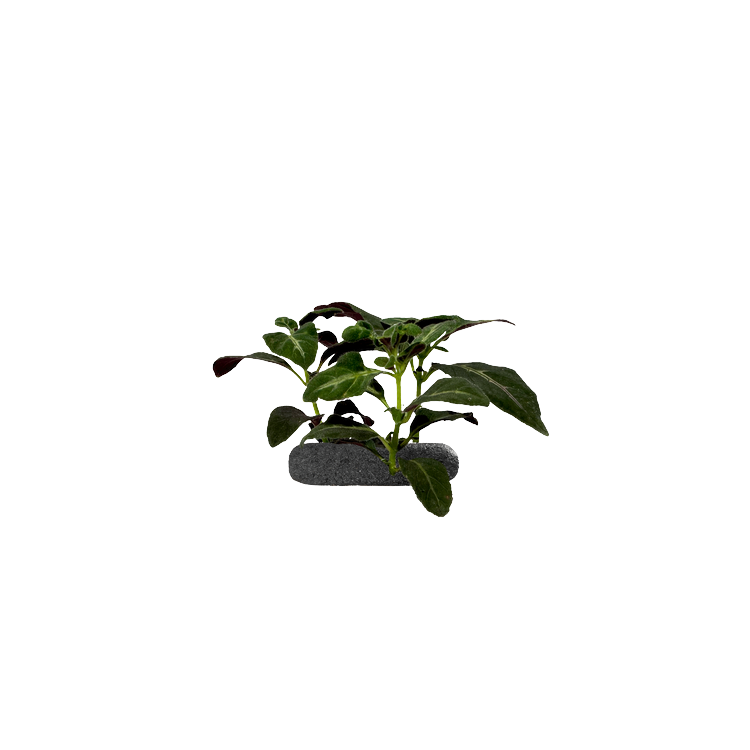 Planta terariu WIO "Brazilian Wild Petunia Tropical"