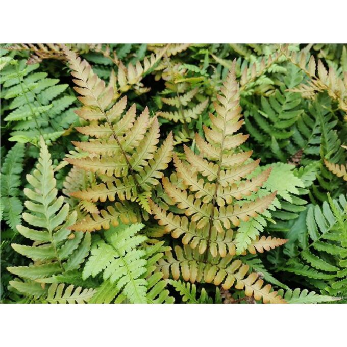Planta terariu WIO Feriga Autumn 'Compact'