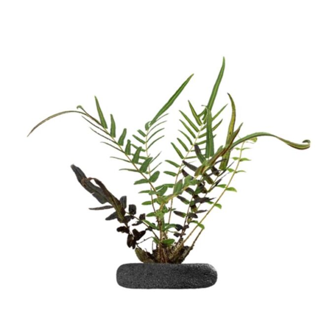 Planta terariu WIO Feriga Chinese Ladder Brake "Pteris vittata"