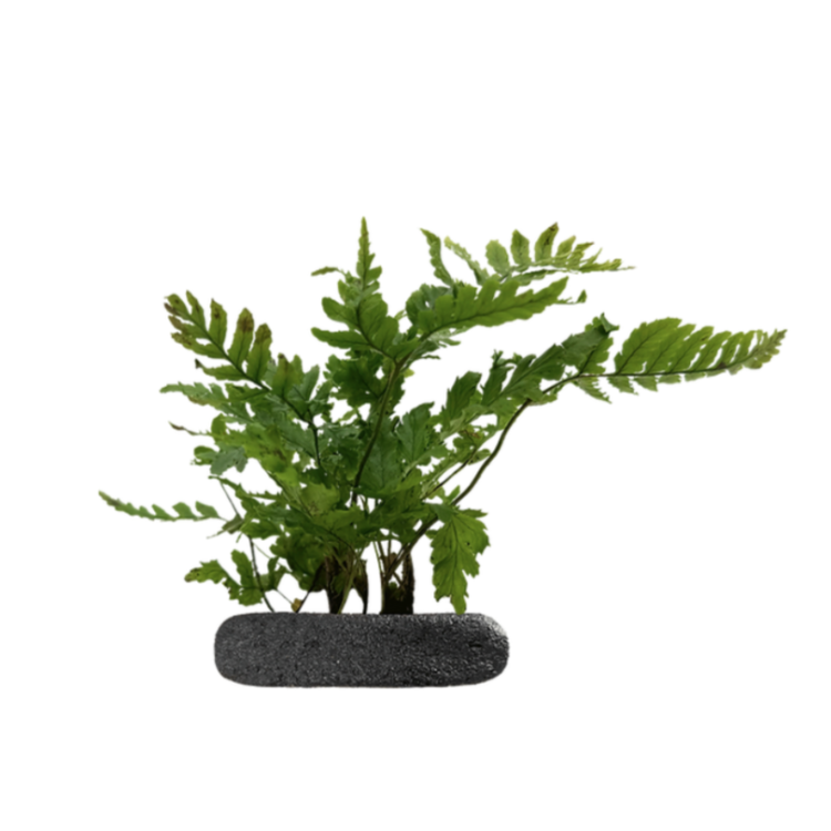 Planta terariu WIO Feriga Dryopteris erythrosora Compacta (Japanese Shield)