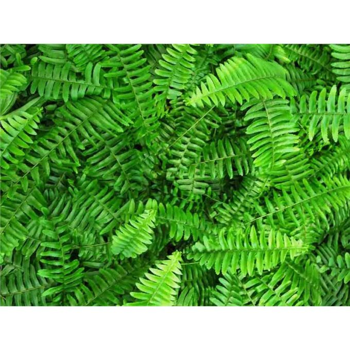 Planta terariu WIO Feriga Emerald Queen "Nephrolepis obliterata"