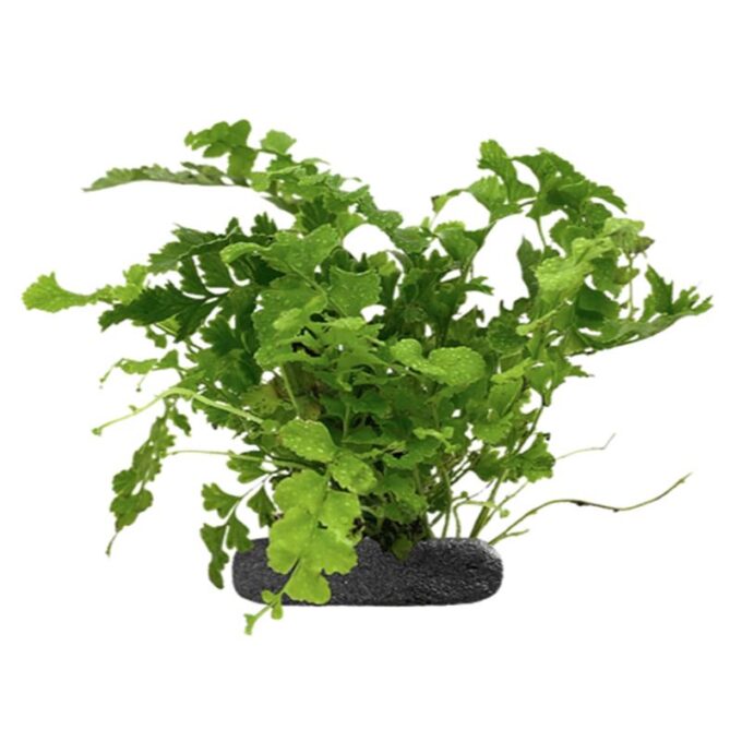 Planta terariu WIO Feriga Sword "Nephrolepis exaltata"