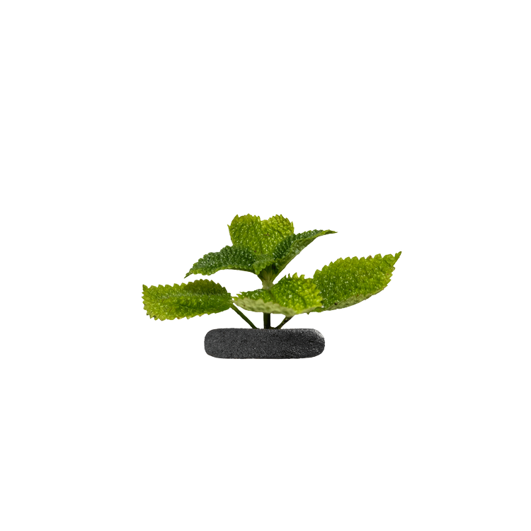 Planta terariu WIO "Moon Valley Tropical"