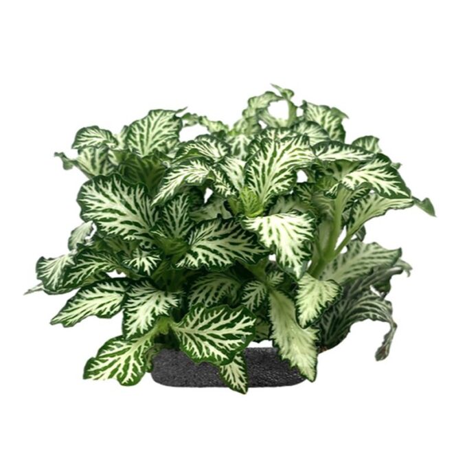 Planta terariu WIO "Nerve Plant 'Minima White Nerve'