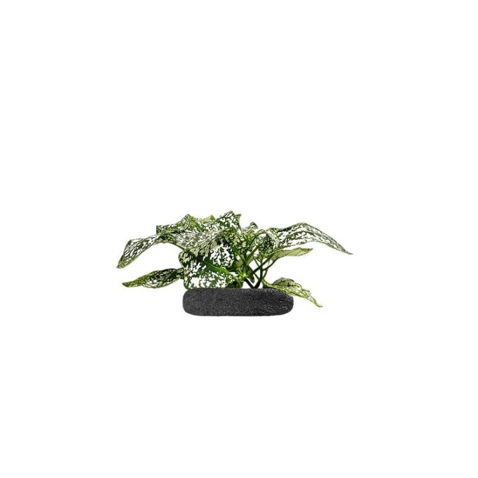 Planta terariu WIO "Polka Dot Plant White"