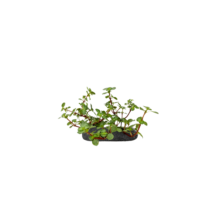 Planta terariu WIO "Silver Sparkle Groundcover"