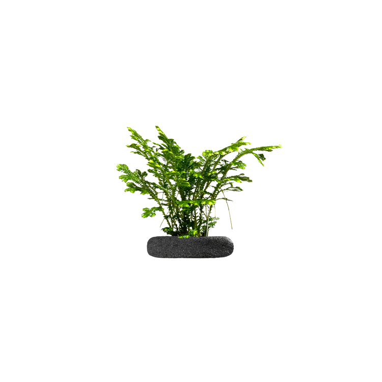 Planta terariu WIO "Variegated Spikemoss Spring"