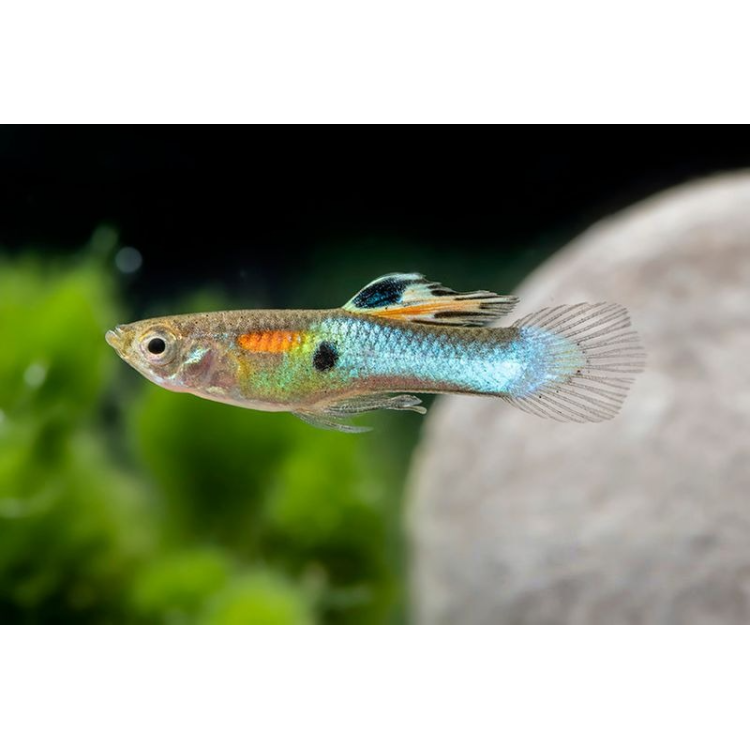 Poecilia endler neon (Poecilia wingei)