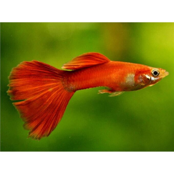 Poecilia reticulata Full Red Albino 1 Poecilia reticulata Full Red Albino