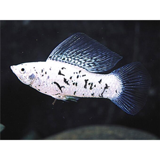Poecilia velifera marble sailfin molly 1 Poecilia velifera marble sailfin molly