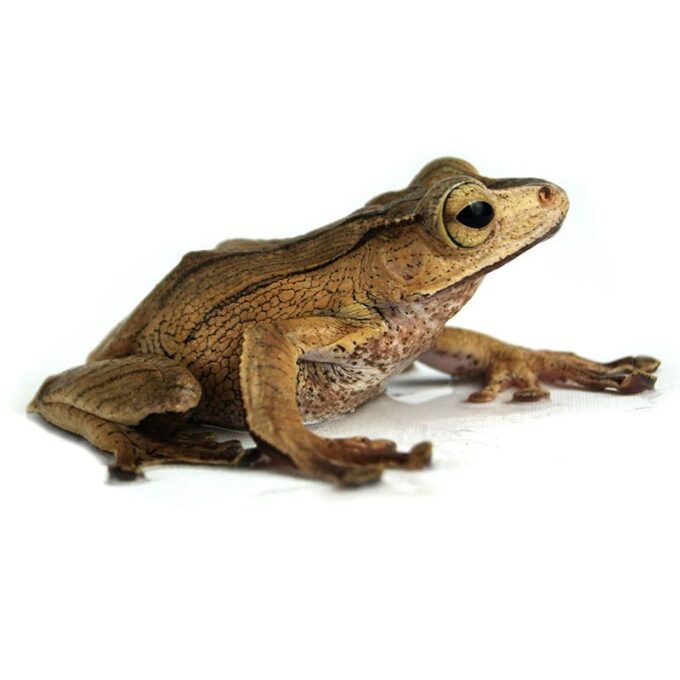 Polypedates otilophus