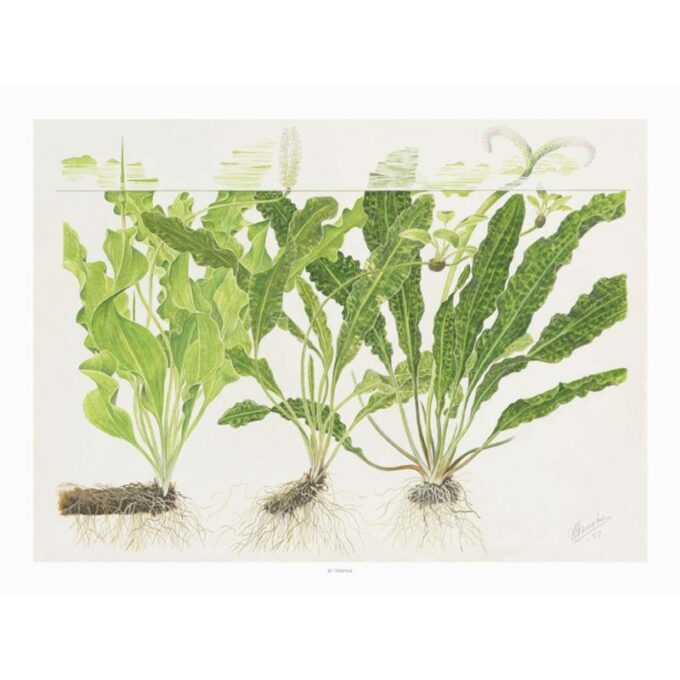 Poster Tropica Art Poster Aponogeton 40x30cm 1 Poster Tropica Art Poster Aponogeton 40x30cm