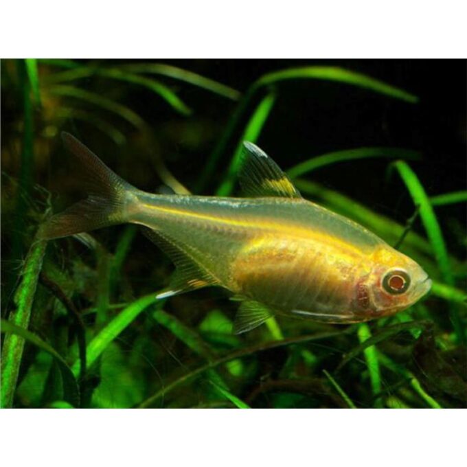 Pristella maxillaris riddlei