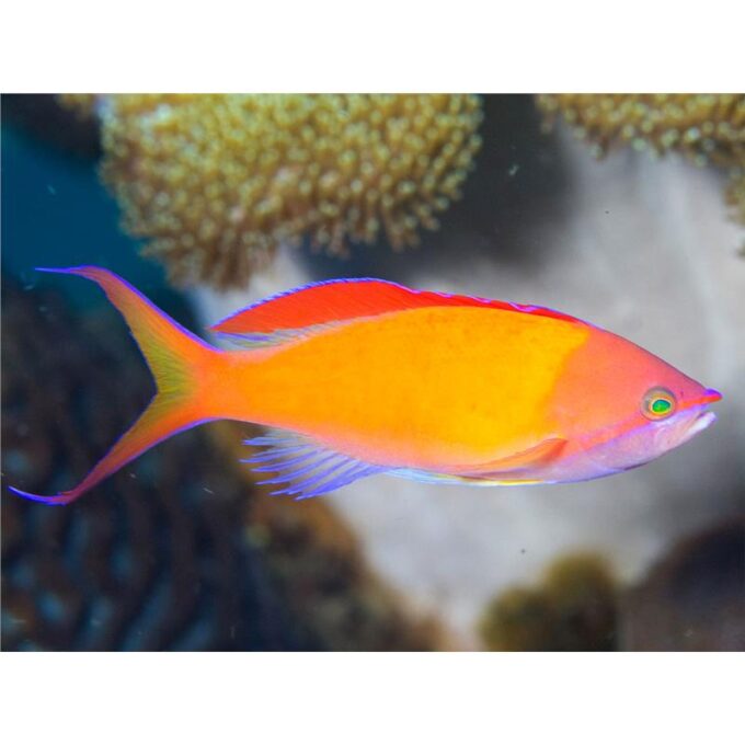 Pseudanthias dispar