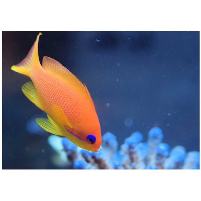 Pseudanthias squamipinnis (Anthias cu ochi albastri) 1 Pseudanthias squamipinnis (Anthias cu ochi albastri)
