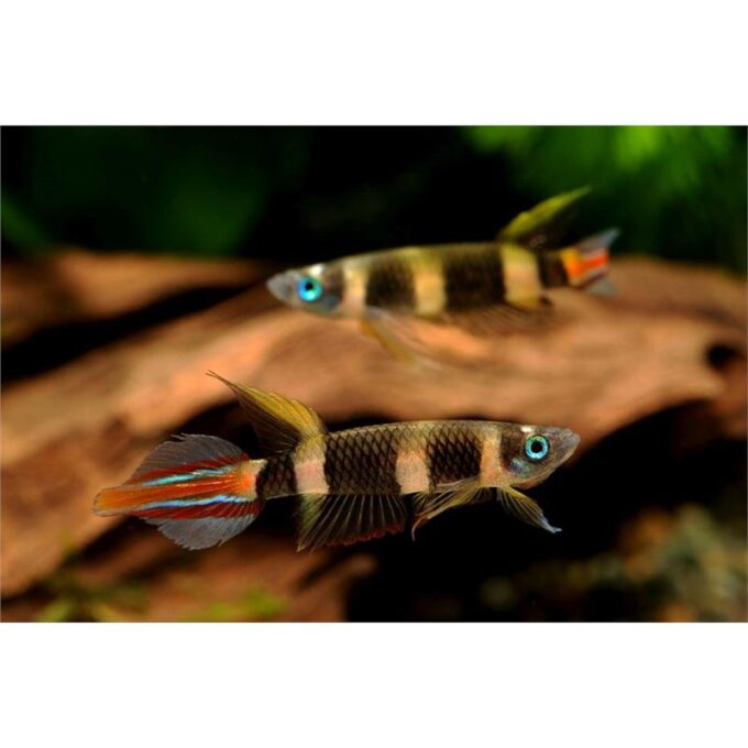 Pseudepiplatys annulatus 1.0 -1.5 cm