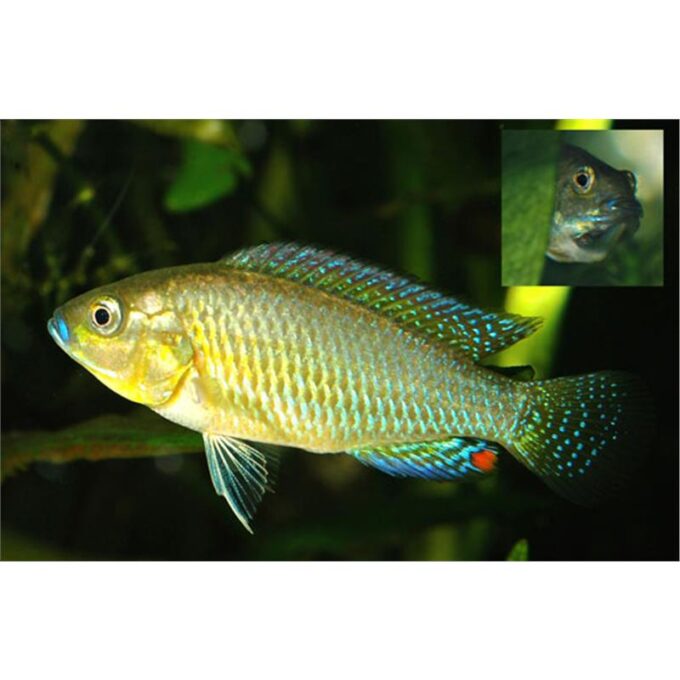 Pseudocrenilabrus multicolor