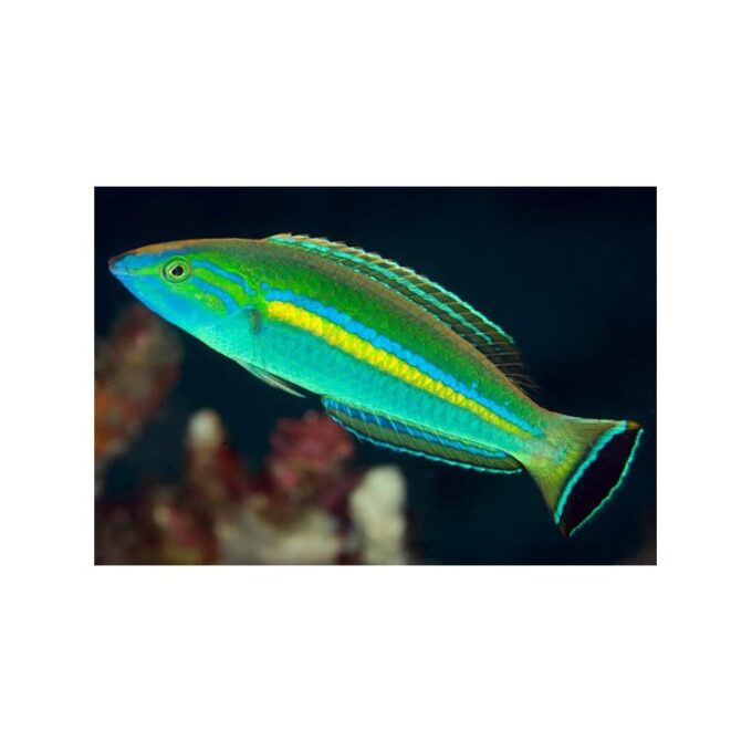 Pseudojuloides cerasinus Smalltail wrasse