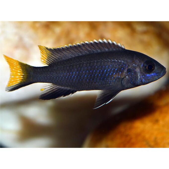 Pseudotropheus acei itungi