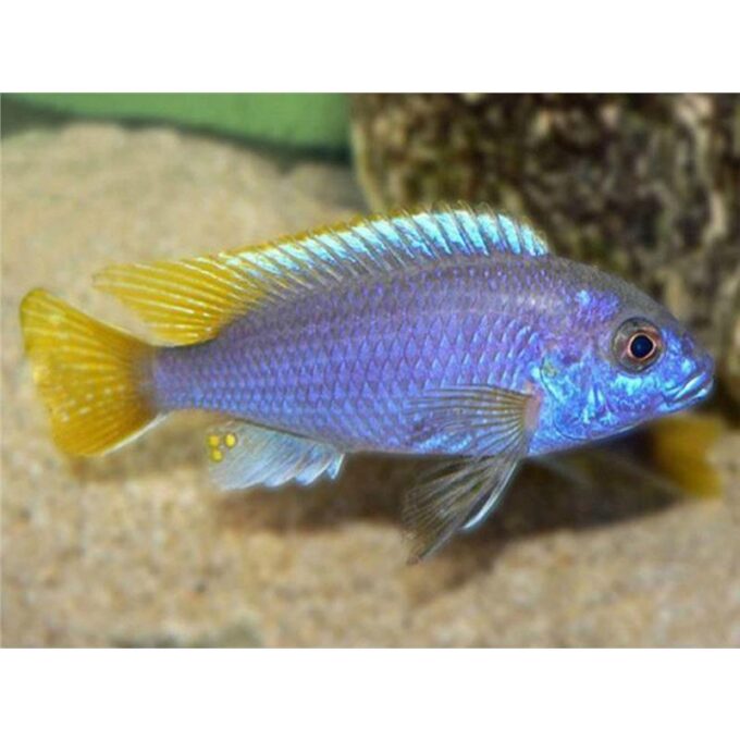 Pseudotropheus acei Luwala