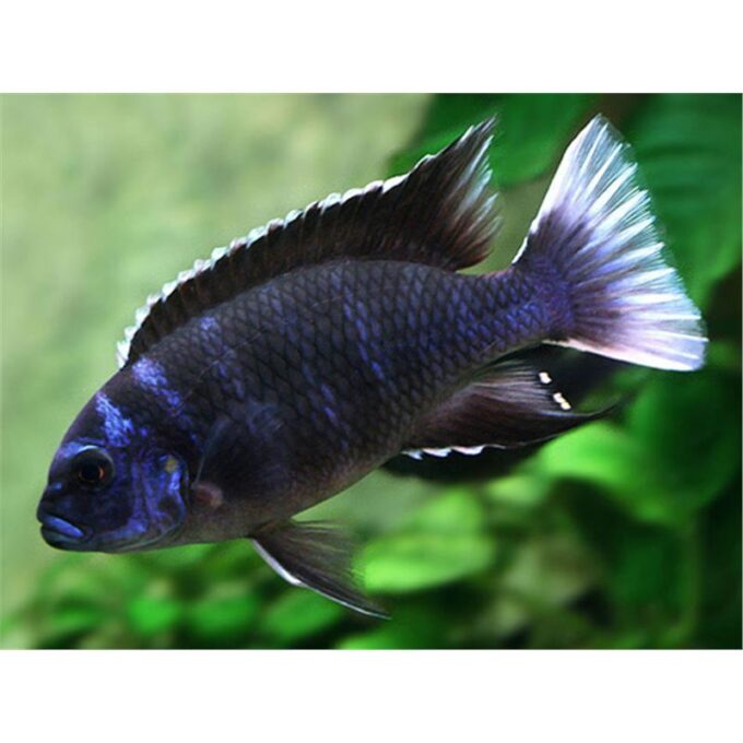 Pseudotropheus acei ngara 1 Pseudotropheus acei ngara