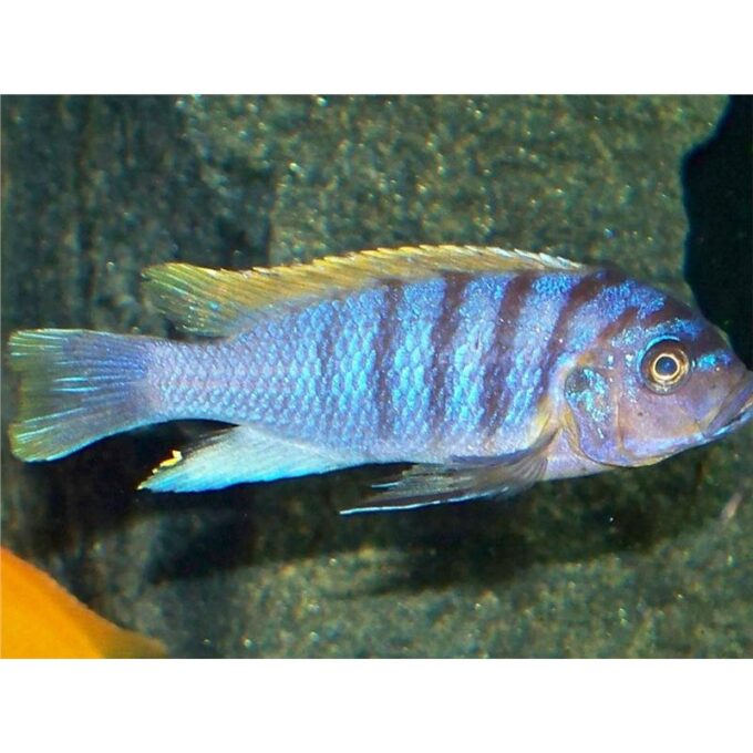 Pseudotropheus feinzilbergi red dorsal
