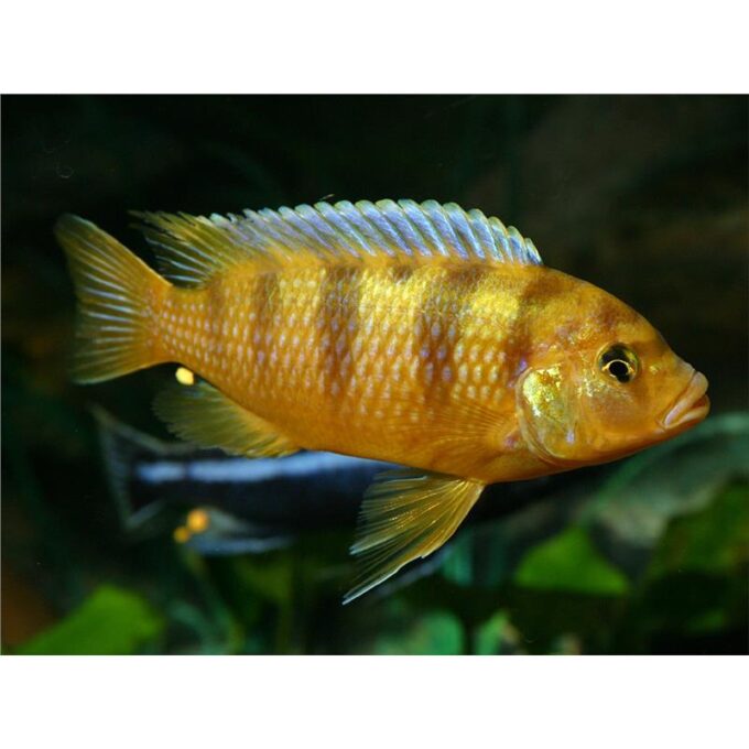 Pseudotropheus lombardoi