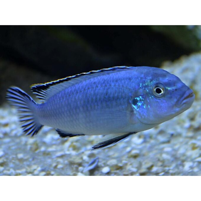Pseudotropheus socolofi