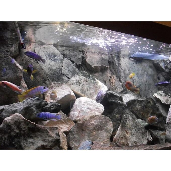 Pseudotropheus sp. cameleo