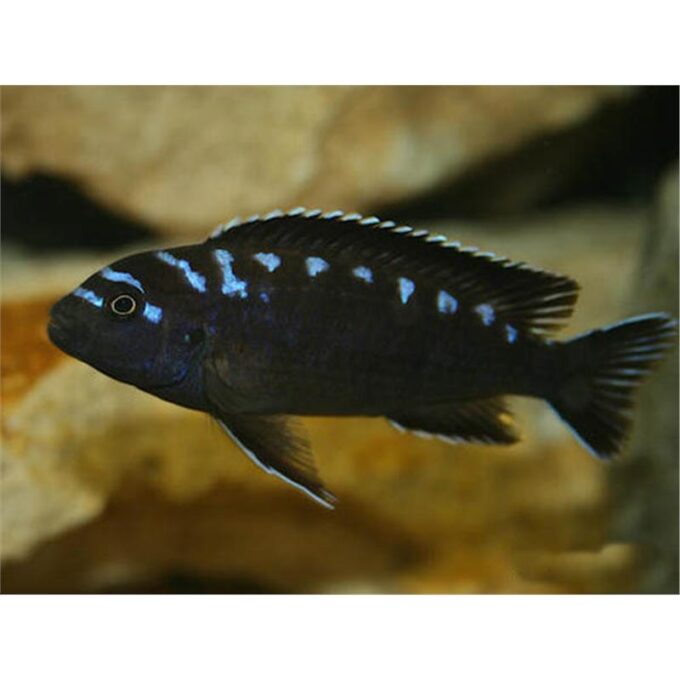 Pseudotropheus sp. neon spot