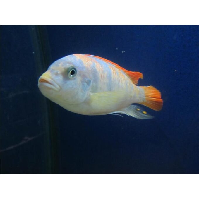 Pseudotropheus zebra red + blue