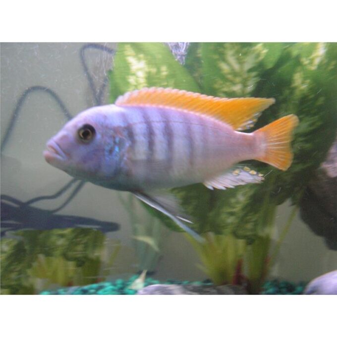 Pseudotropheus zebra red fin