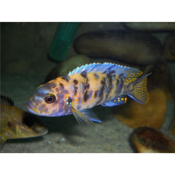 Pseudotropheus zebra red ob