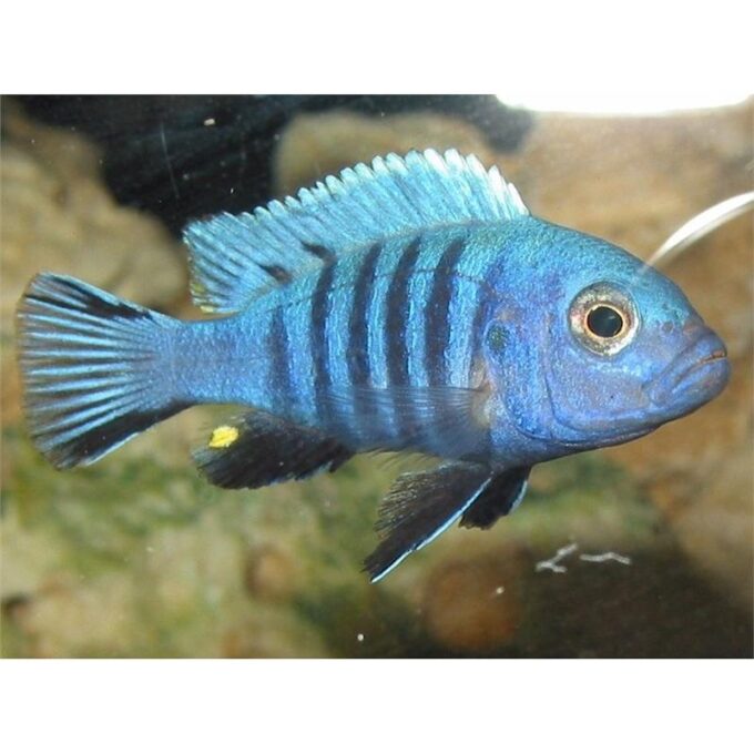 Pseudotropheustzebra