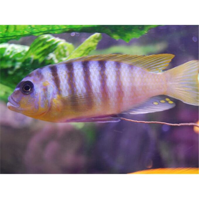 Pseudotrropheus zebra Lundo