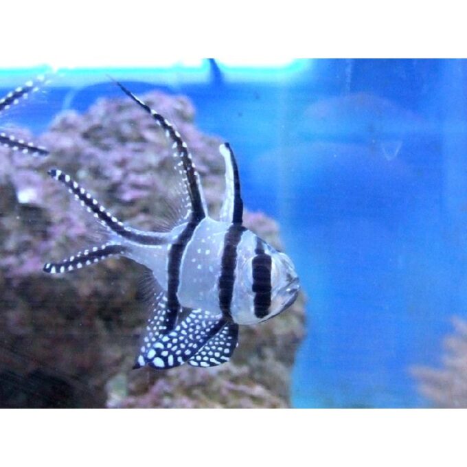 Pterapogon kauderni CB S/M