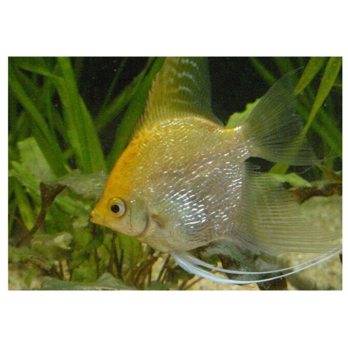 Pterophyllum scal. diamant 1 Pterophyllum scal. diamant