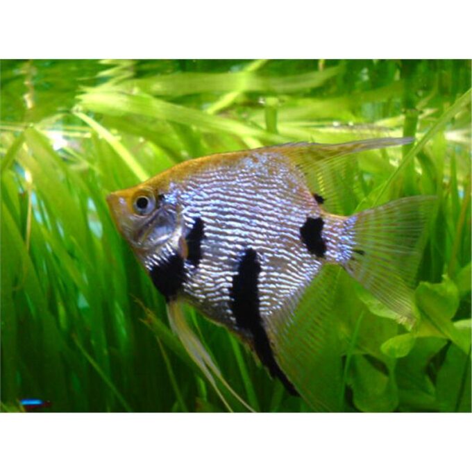 Pterophyllum scalare koi diamant