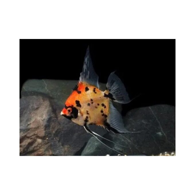 Pterophyllum scalare koi full orange