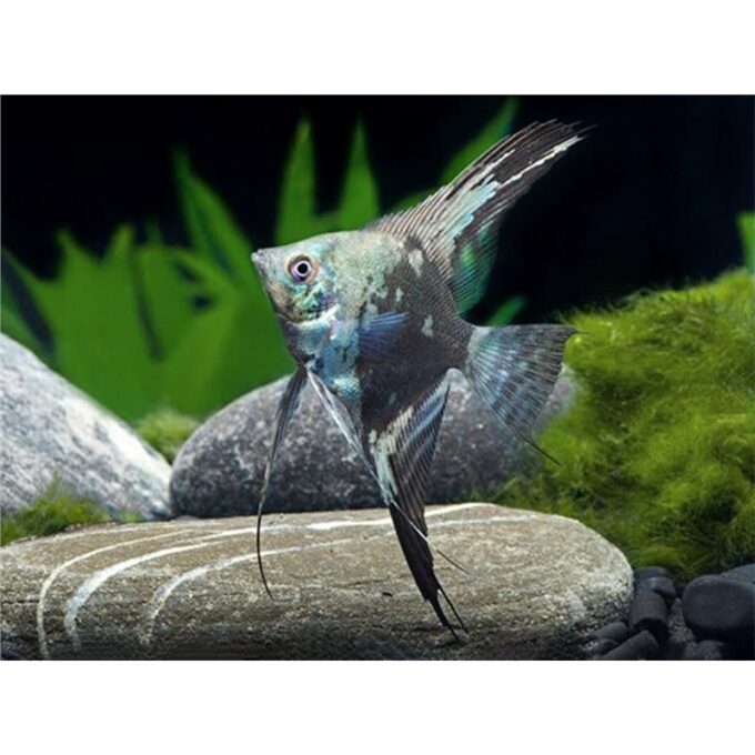 Pterophyllum scalare map. long fin