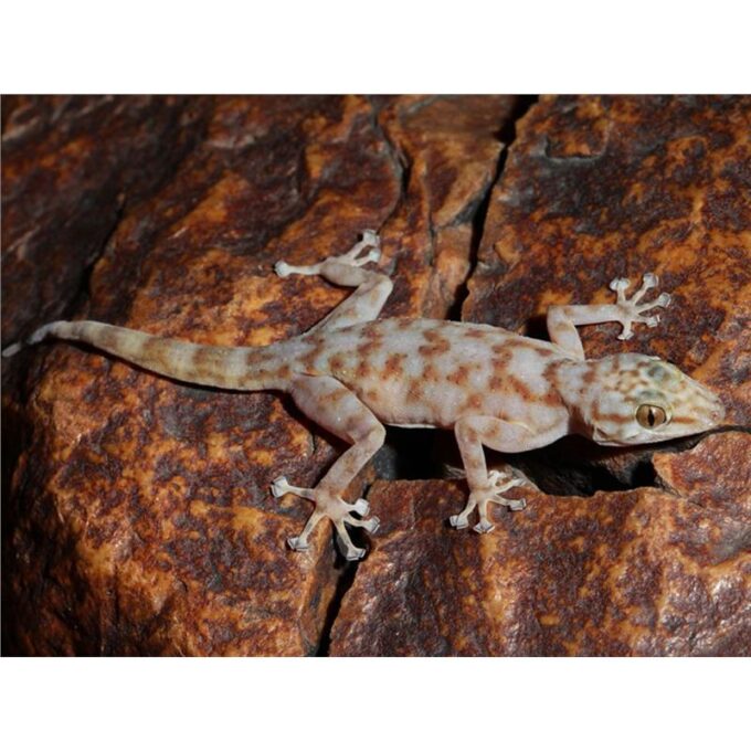 Ptyodactylus ragazzi