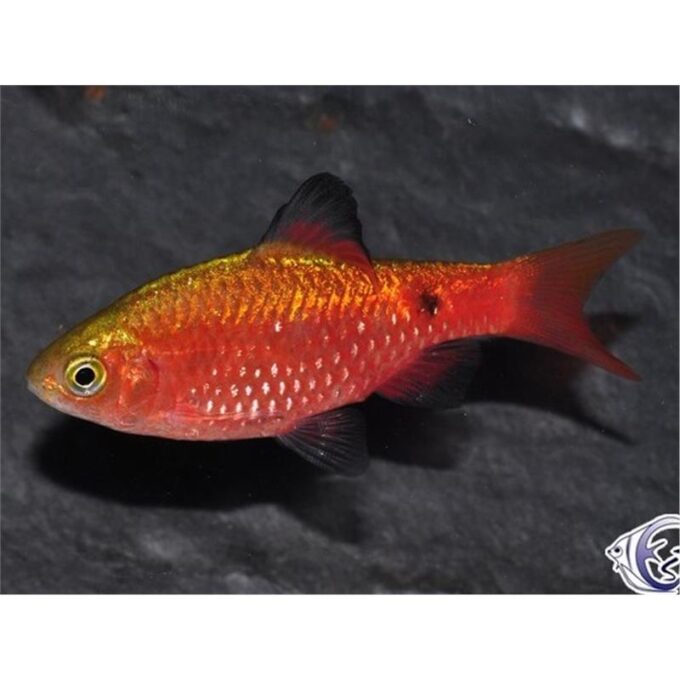 Puntius conchonius diamant 1 Puntius conchonius diamant
