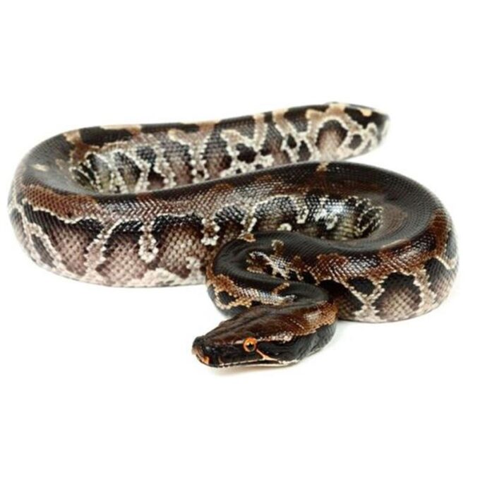 Python curtus