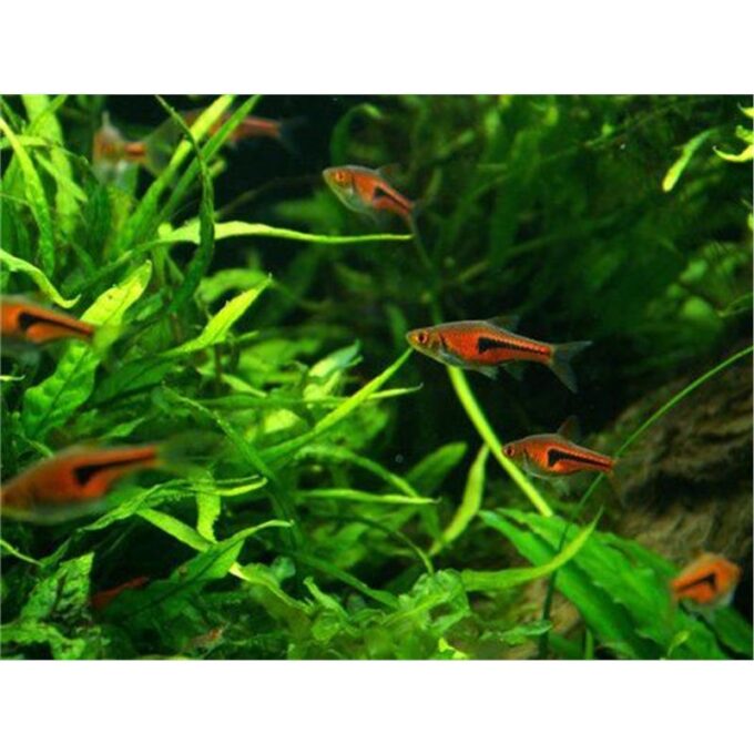 Rasbora espei