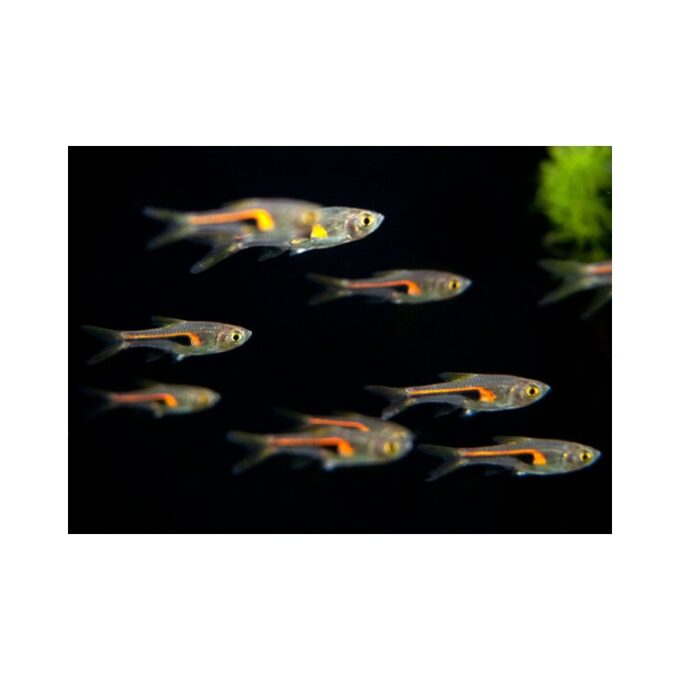 Rasbora hengeli